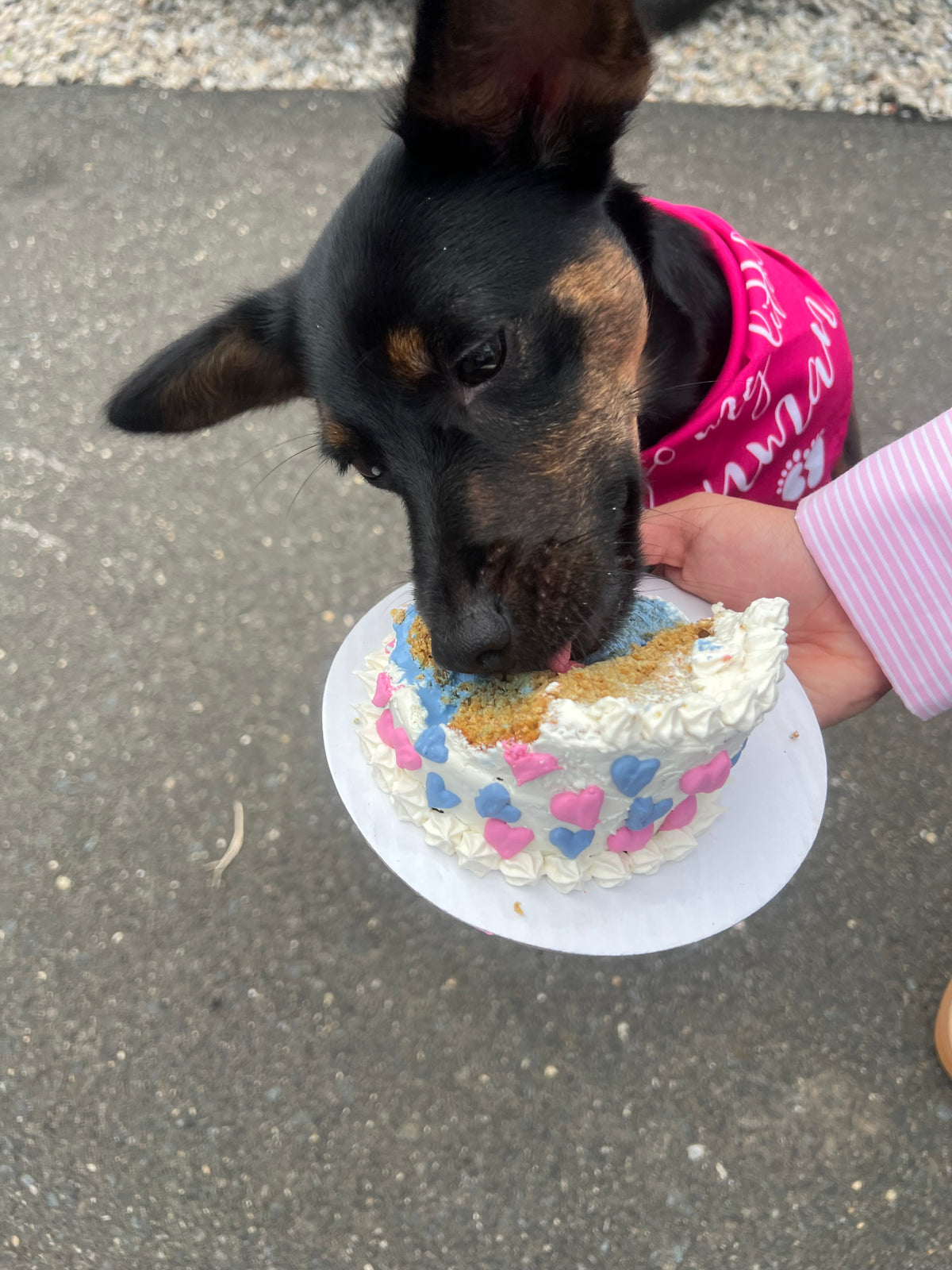 Gender Reveal Dog Cake
